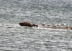 Zeehondje gespot